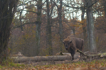European Bison Male