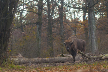 European Bison Male © Iliuta