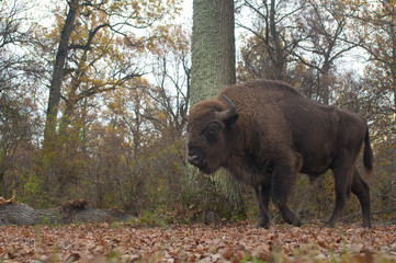 European Bison Male