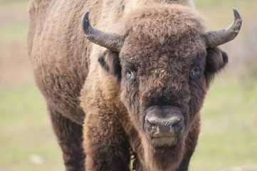 European Bison © Iliuta