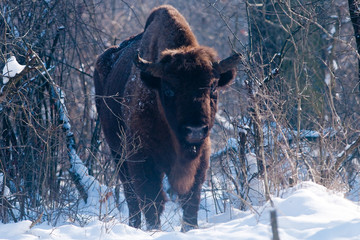 European Bison (Bison bonasus), male, looking in Winter