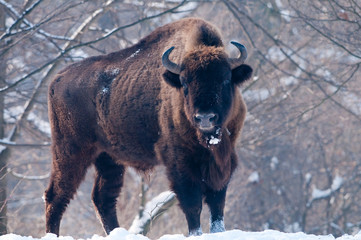 European Bison (Bison bonasus), male, looking in Winter