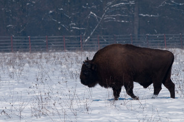 European Bison (Bison bonasius) in Winter