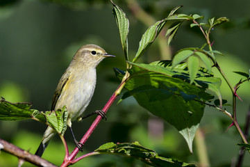Willow warbler