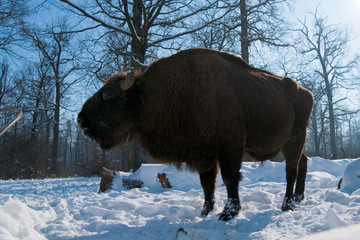 European Bison (Bison bonasus) eating Corn Cobs