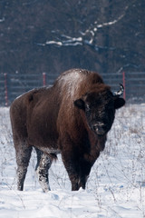 European Bison in Winter