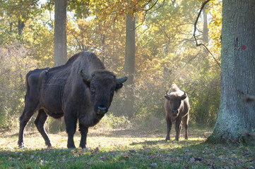 European Bison