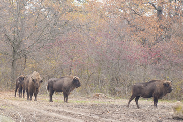 European Bison