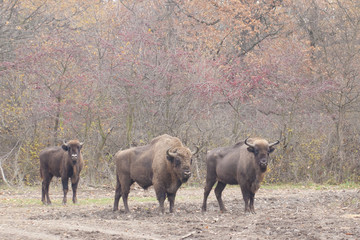 European Bison © Iliuta
