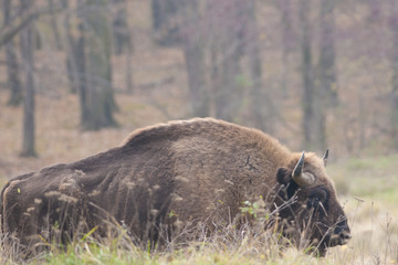 European Bison Bull