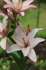 Lilia azjatycka Easy Waltz