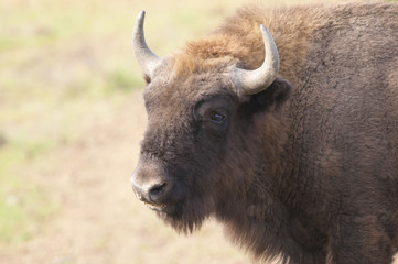 European Bison