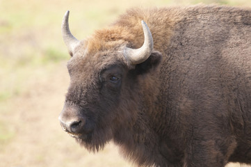 European Bison