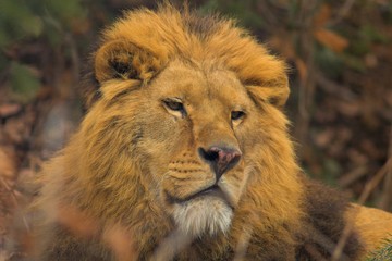 Obraz na płótnie Canvas Lion at Zoo