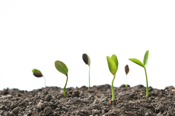 Group of green sprouts growing out from soil isolated on white background