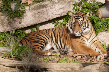 Tiger resting