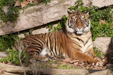 Fototapeta na wymiar Tiger resting