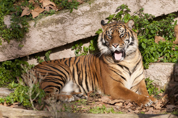 Tiger resting