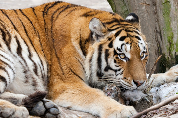 Tiger at zoo