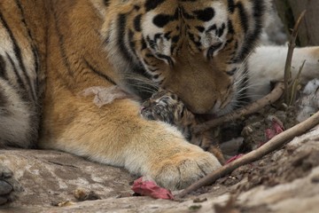 Tiger at zoo