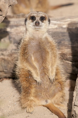 Fototapeta premium Suricate or Mongoose or Meerkat