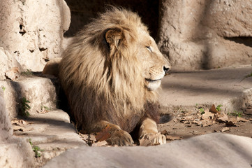 Obraz premium Lion resting