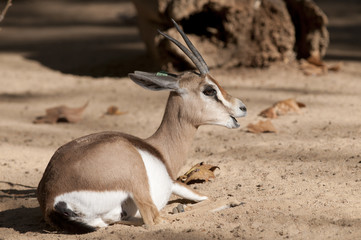 Dorcas Gazelle Laid Down