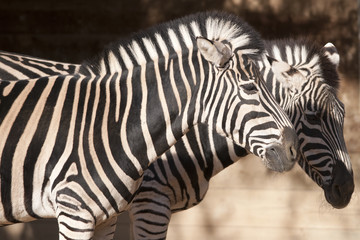 Obraz na płótnie Canvas Zebra Portrait