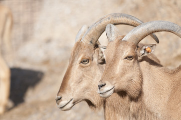Brabary Sheep Portrait