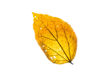 Leaves texture.background