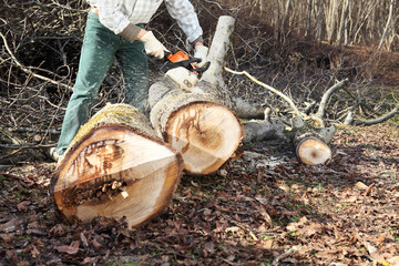 Lumberjack using chainsaw cutting big tree during the autumn