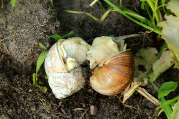 Ein Paar Weinbergschnecken 