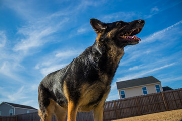 Dog on sunny day