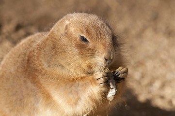 Black Tailed Prairie Dog