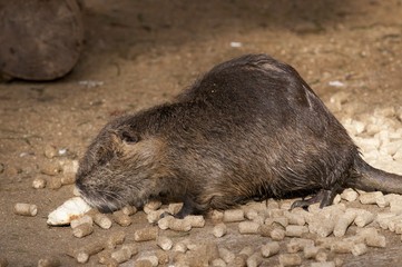Nutria eating