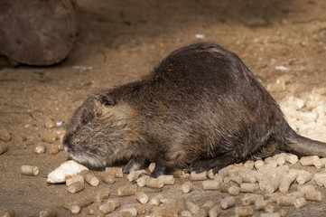 Nutria eating
