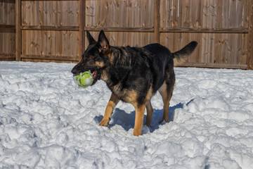 Dog in the snow