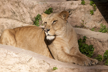 Lioness resting
