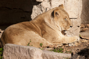 Fototapeta na wymiar Lioness resting