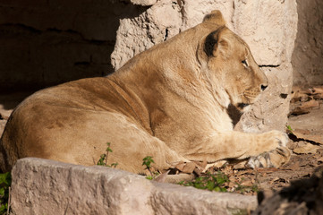 Lioness resting
