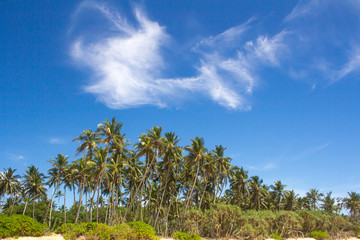 View of palm trees against sky