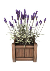 3D Rendering Lavender Flowers on White