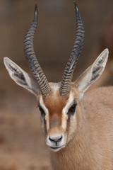 Dorcas Gazelle Portrait