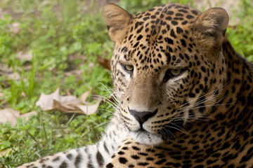 Leopard laid down portrait