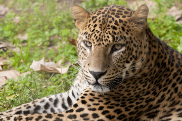 Fototapeta na wymiar Leopard laid down portrait