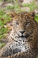 Fototapeta na wymiar Leopard laid down portrait