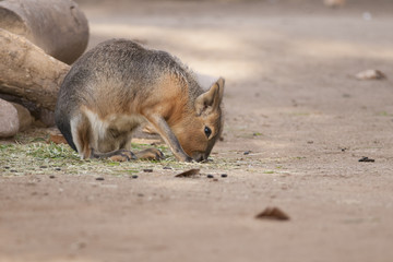 Patagonian Mara