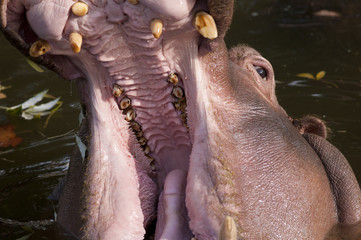 Hippopotamus with open mouth