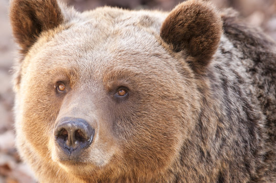 Brown Bear Portrair