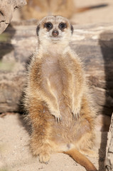 Fototapeta premium Suricate or Mongoose or Meerkat